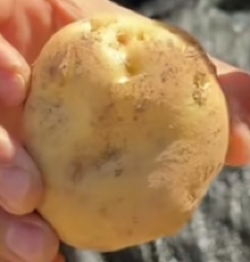 高山土豆马尔科