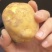 高山土豆马尔科