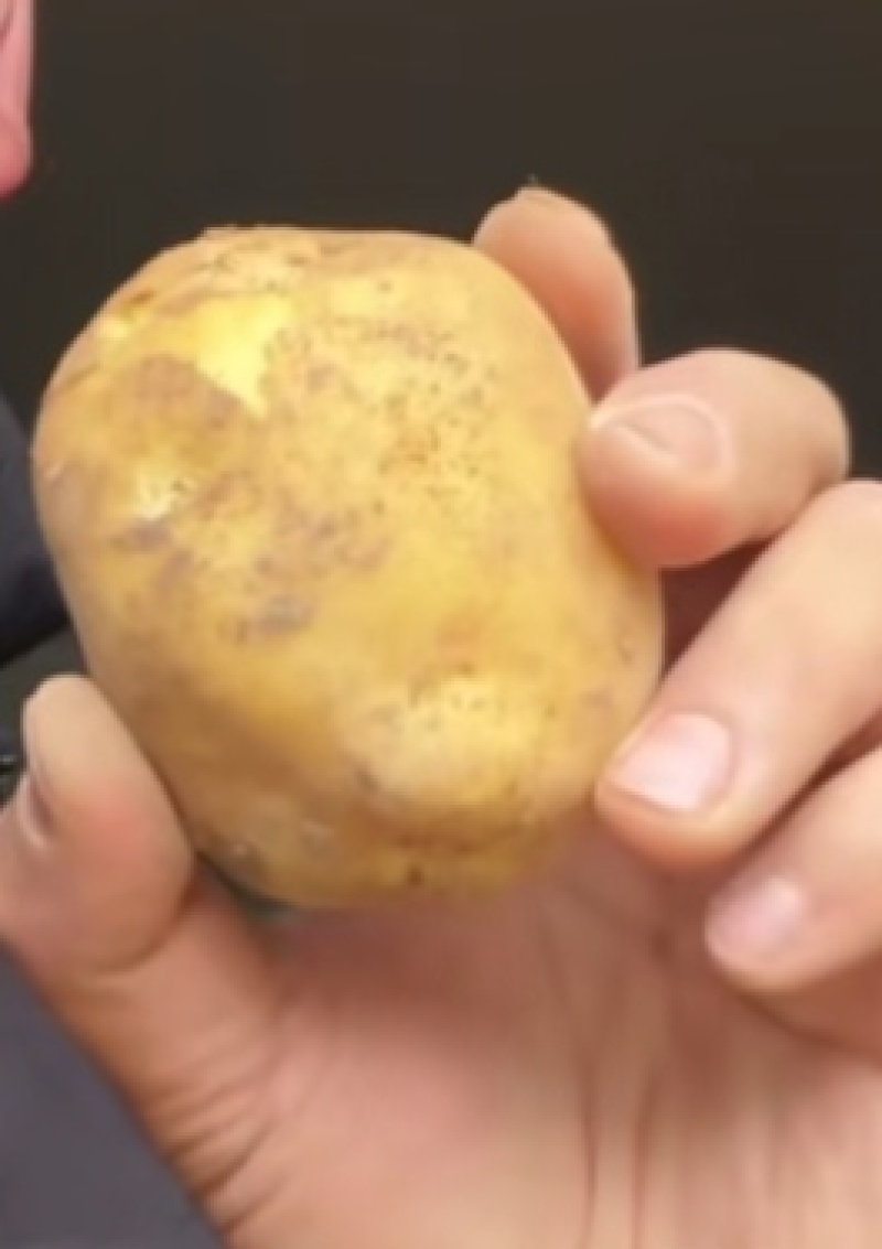 高山土豆马尔科