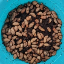 竹虫
