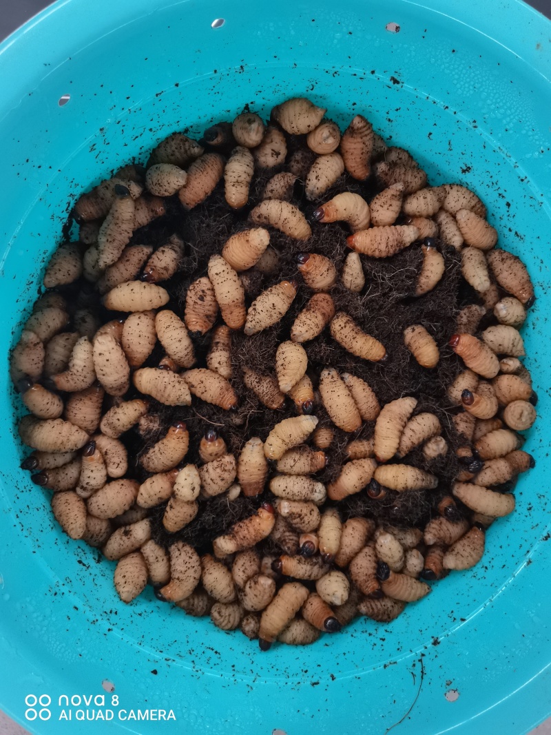 竹虫