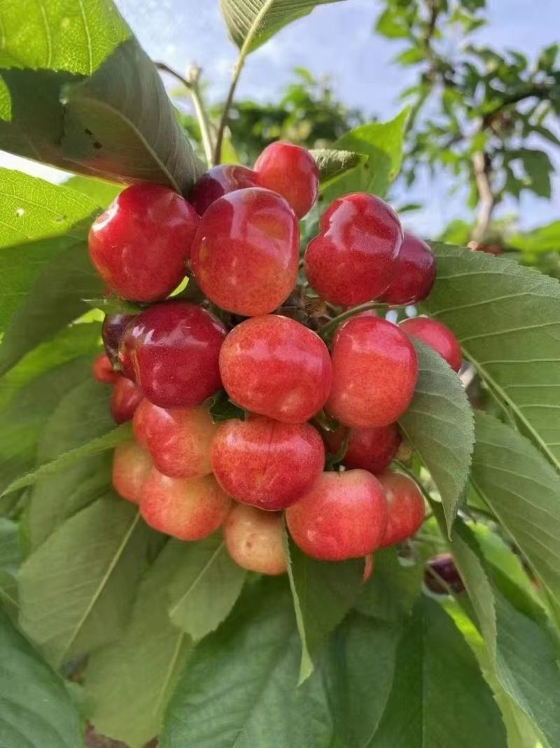 山东大樱桃，产地直发，美枣，布鲁克斯，萨美托，等品种陆地