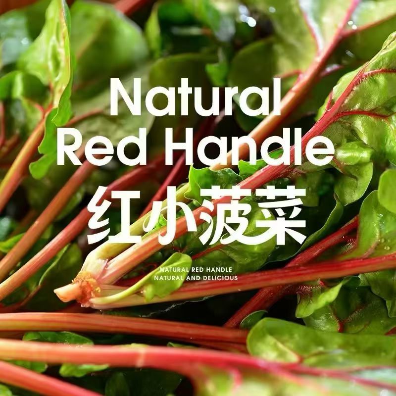 红菠菜，很有特色的一款菠菜，有需要的联系我！