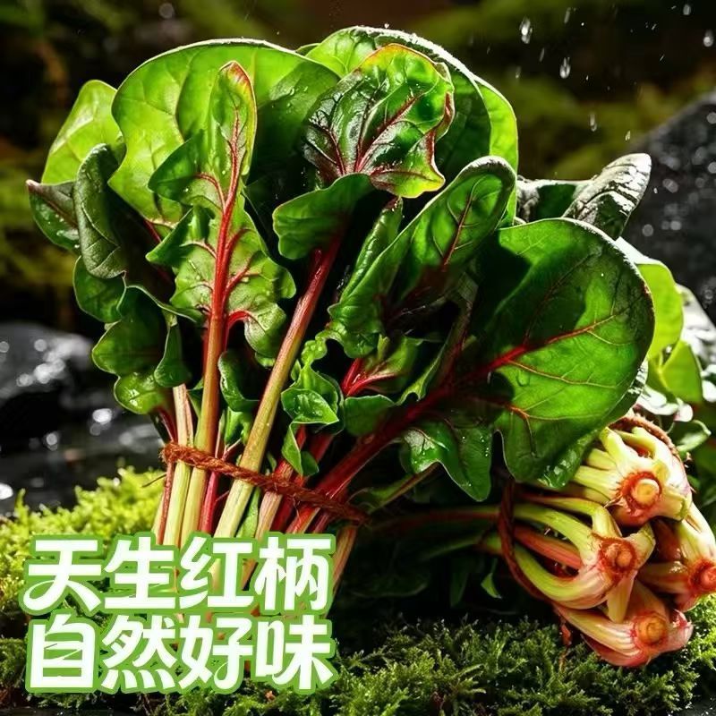 红菠菜，很有特色的一款菠菜，有需要的联系我！