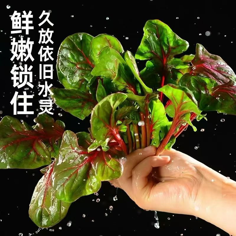 红菠菜，很有特色的一款菠菜，有需要的联系我！