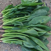 大叶菠菜