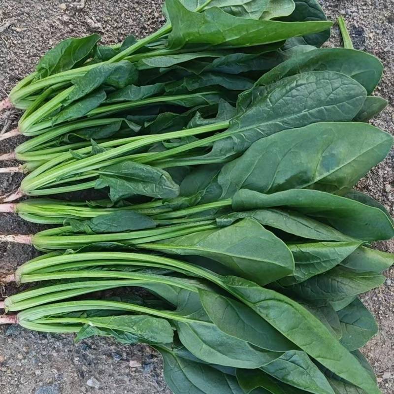 大叶菠菜