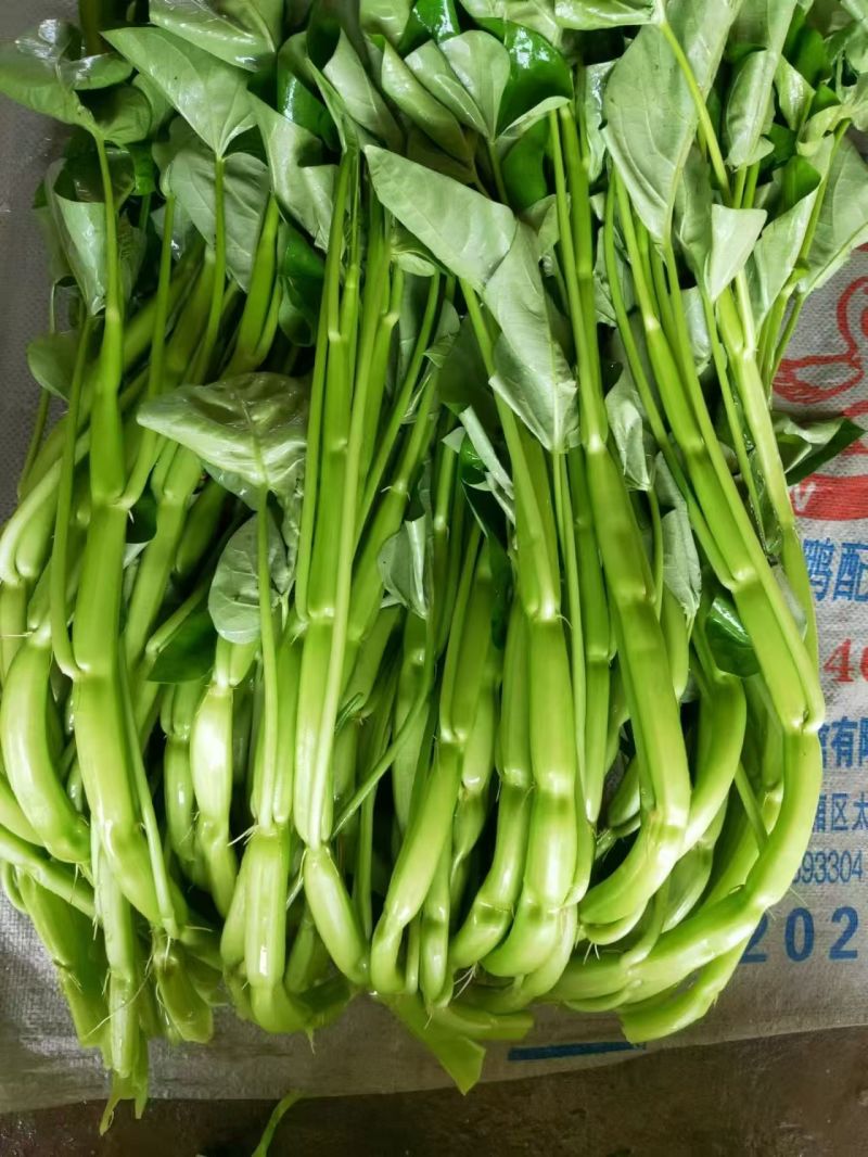 水果通菜，看着粗，但一点也不老，可以代替手撕包菜！