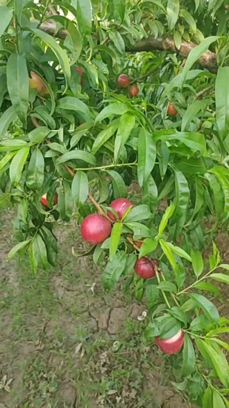 珍珠1号，珍珠2号枣油桃，口感甜脆-产地直发，有需要联系