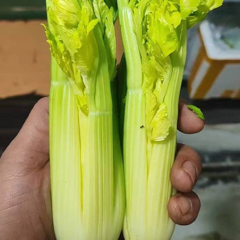 维康清芹芽/水果芹，脆嫩无渣，爽口鲜甜，量大从优。