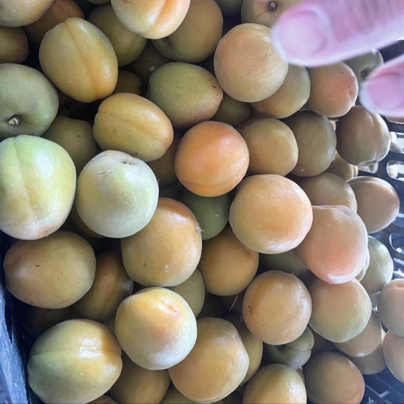 金太阳