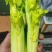 维康清芹芽/水果芹，脆嫩无渣，爽口鲜甜，量大从优。