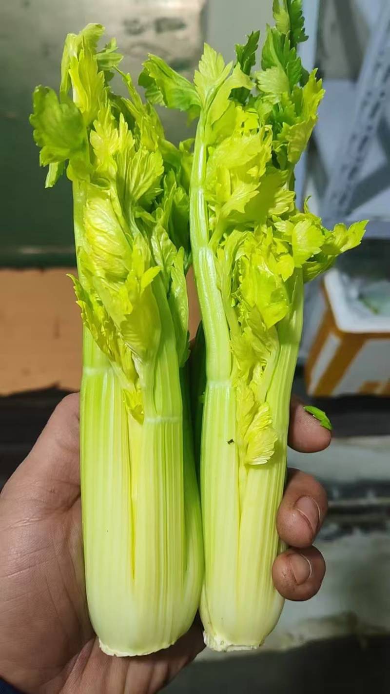 维康清芹芽/水果芹，脆嫩无渣，爽口鲜甜，量大从优。