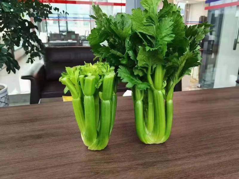 维康清芹芽/水果芹，脆嫩无渣，爽口鲜甜，量大从优。