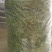 【精选】厂家直销紫花苜蓿草烘干干草量大从优