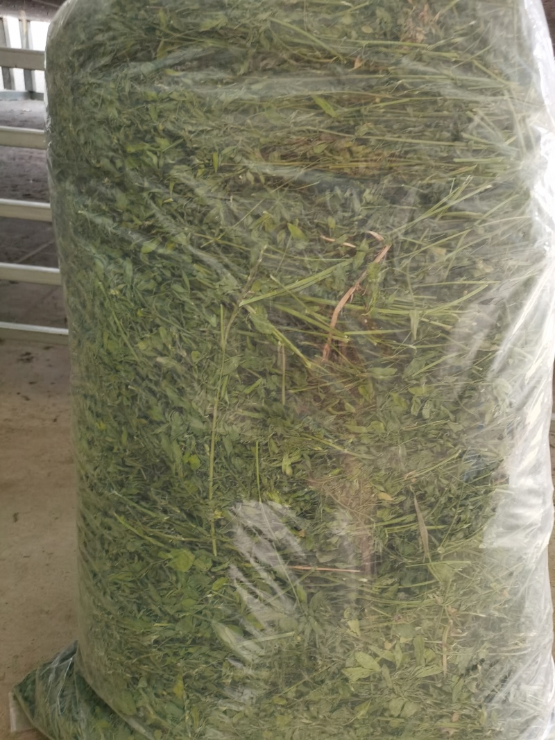 【精选】厂家直销紫花苜蓿草烘干干草量大从优