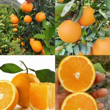夏橙