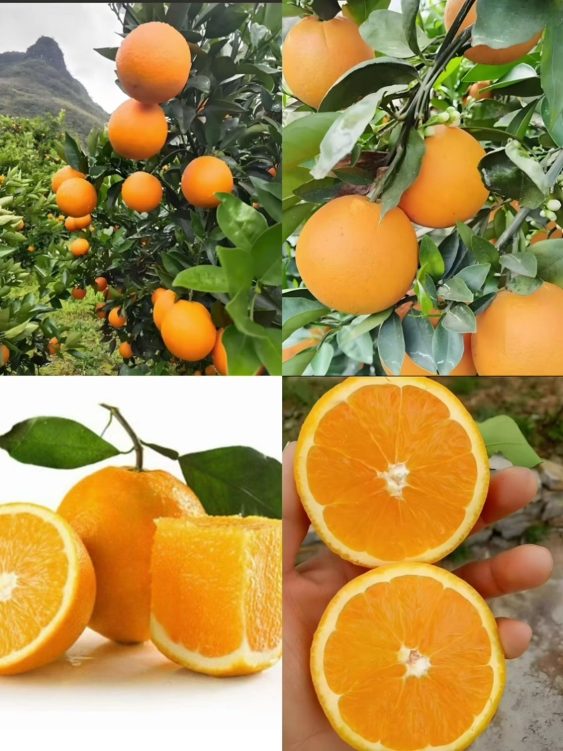 夏橙