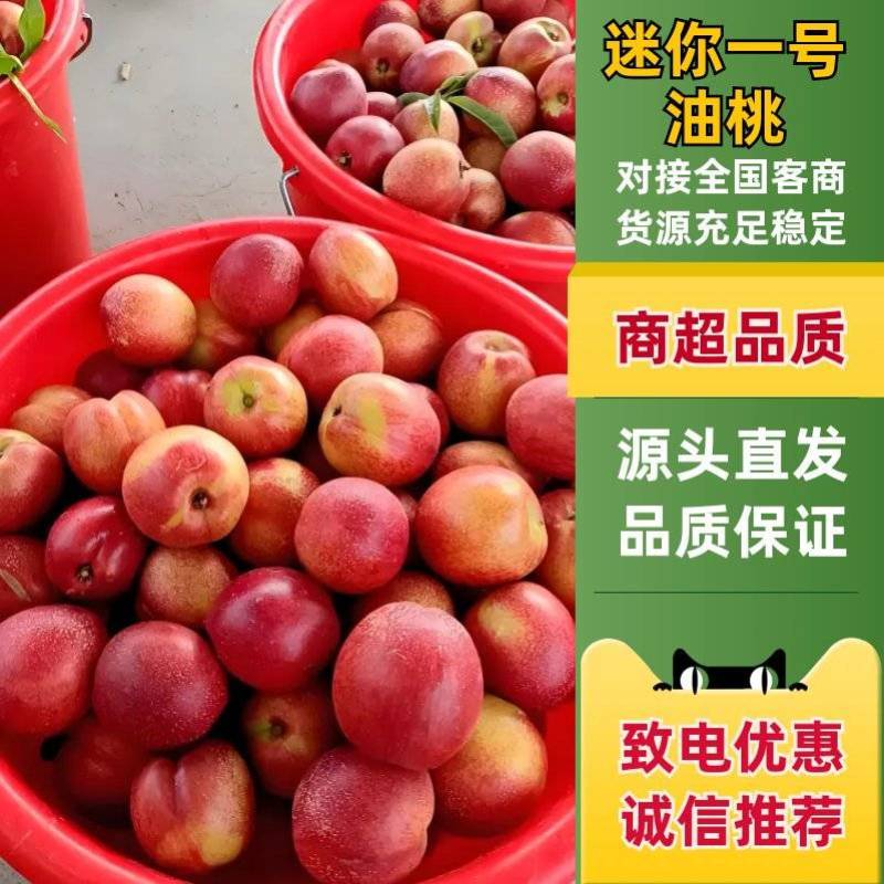 珍珠1号，珍珠2号枣油桃，口感甜脆-产地直发，有需要联系