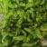 芜湖椒薄皮椒大皱皮即将大量上市，支持视频看货