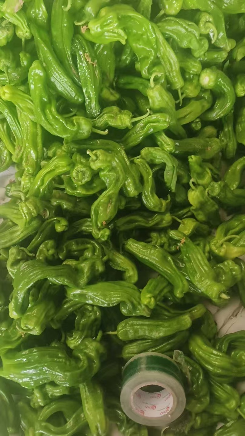 芜湖椒薄皮椒大皱皮即将大量上市，支持视频看货