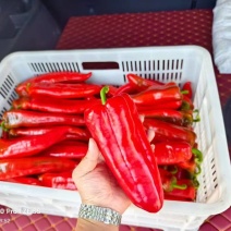 红椒红泡椒红牛角红尖椒大量供应，支持视频看货