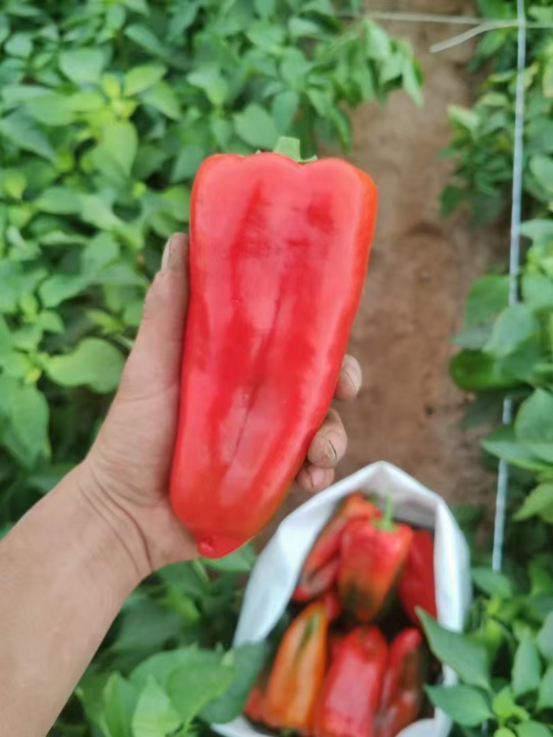 红椒红泡椒红牛角红尖椒大量供应，支持视频看货