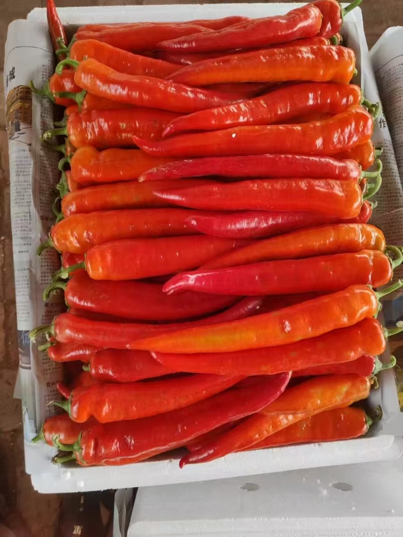 红椒红泡椒红牛角红尖椒大量供应，支持视频看货