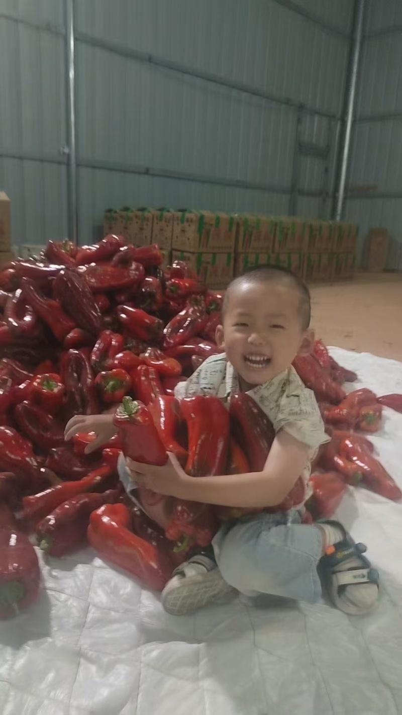 红椒红泡椒红牛角红尖椒大量供应，支持视频看货