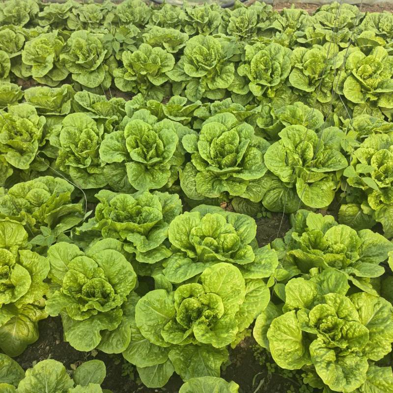 罗马生菜