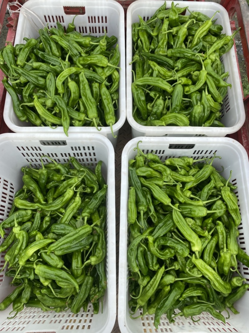 遂宁川椒（川二薄）自家基地货无代办优质品种