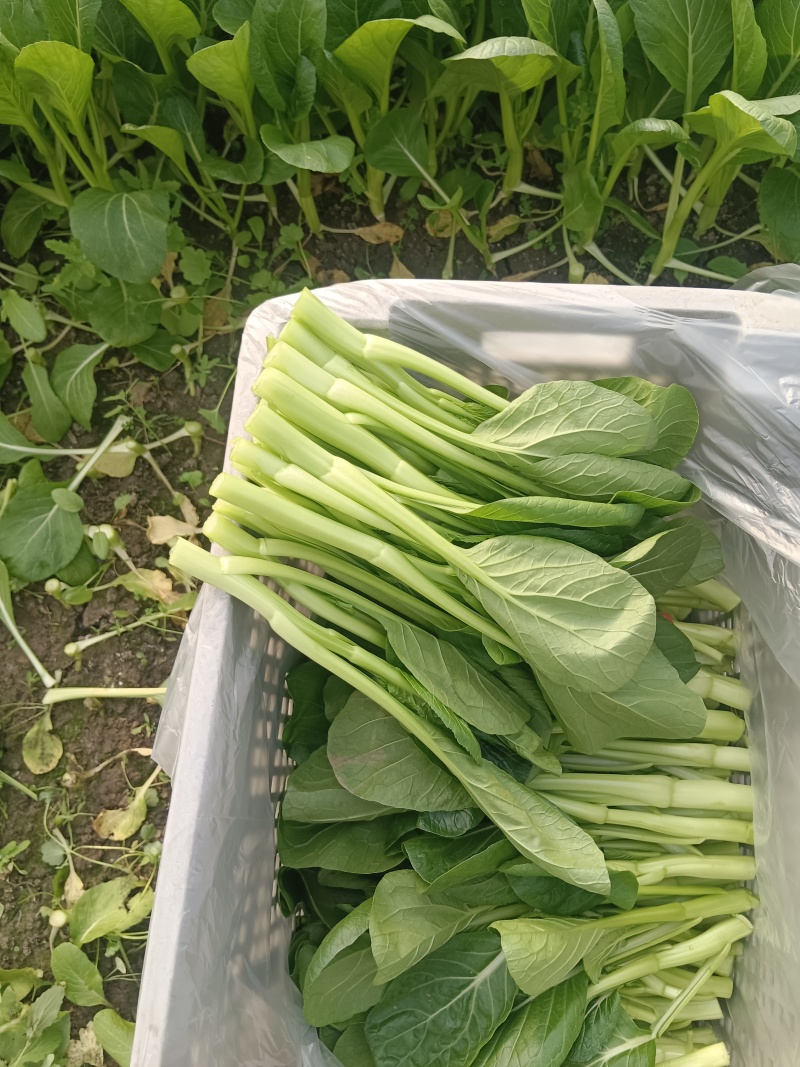 自产自销广东菜心买一送一