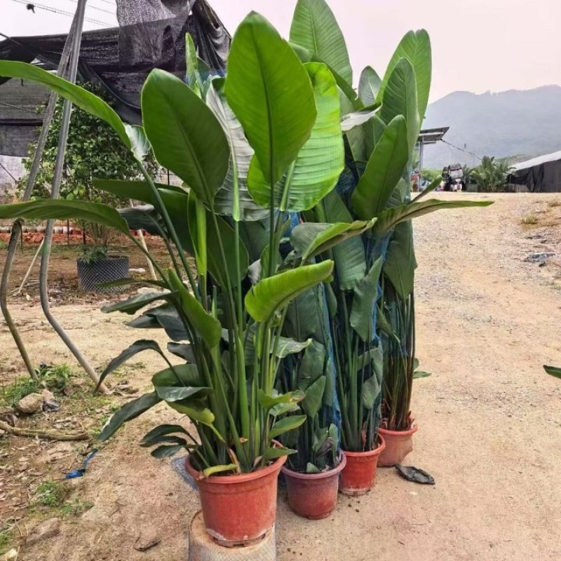 大花鹤望兰，产地大量发货，价格优惠，代发全国