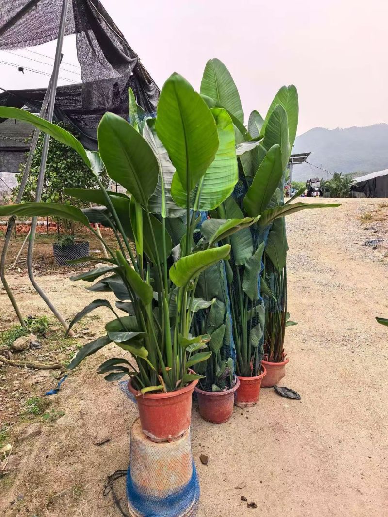 大花鹤望兰，产地大量发货，价格优惠，代发全国