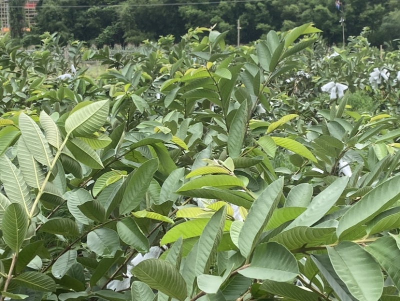 西瓜红番石榴
