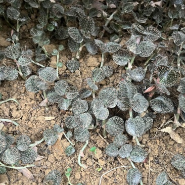 林下仿野生种植金线莲鲜品圆叶