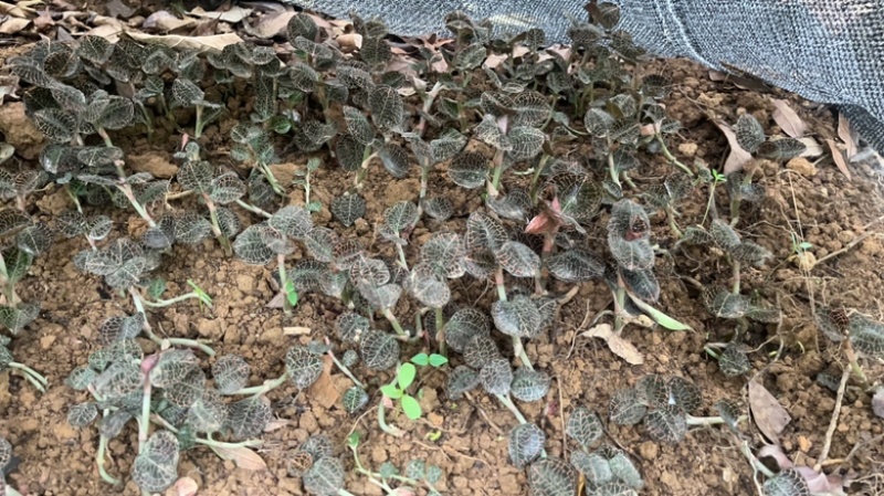 林下仿野生种植金线莲鲜品圆叶