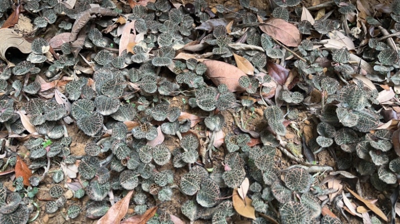 林下仿野生种植金线莲鲜品圆叶