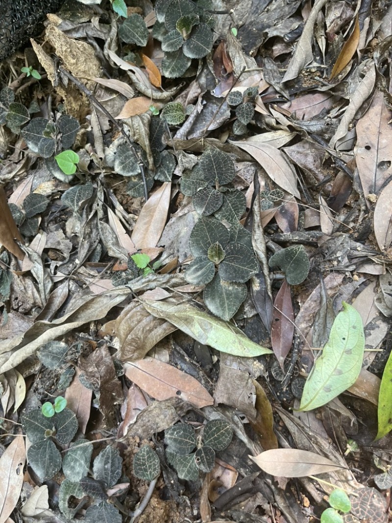 林下仿野生种植金线莲鲜品圆叶