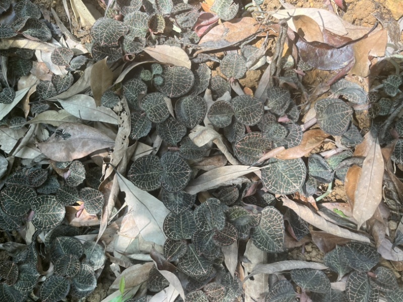 林下仿野生种植金线莲鲜品圆叶