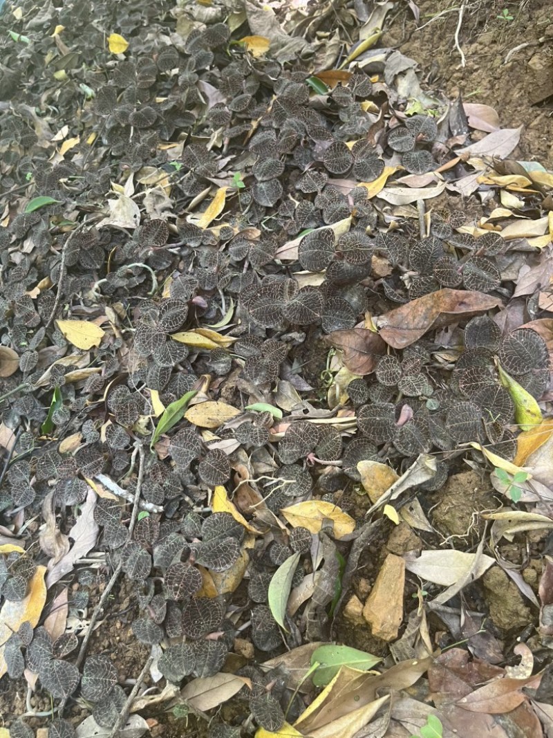 林下仿野生种植金线莲鲜品圆叶