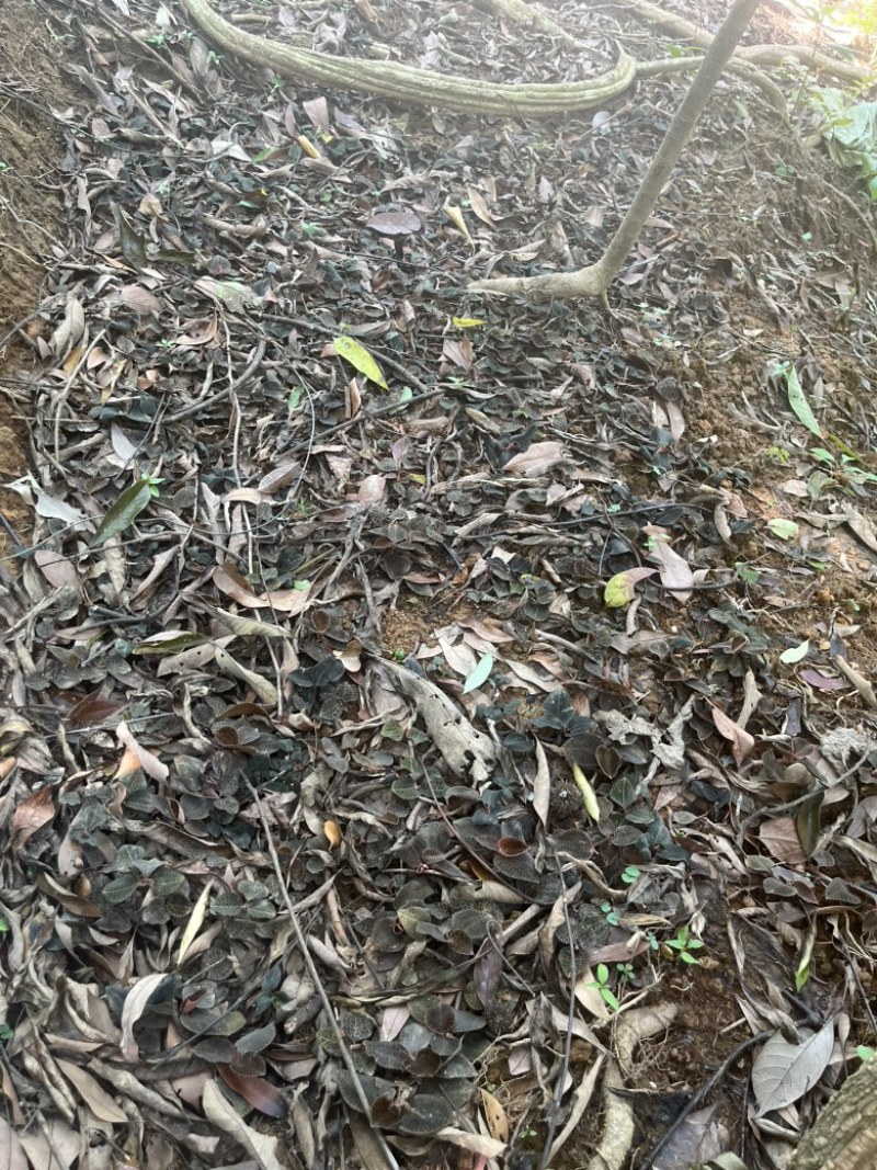 林下仿野生种植金线莲鲜品圆叶