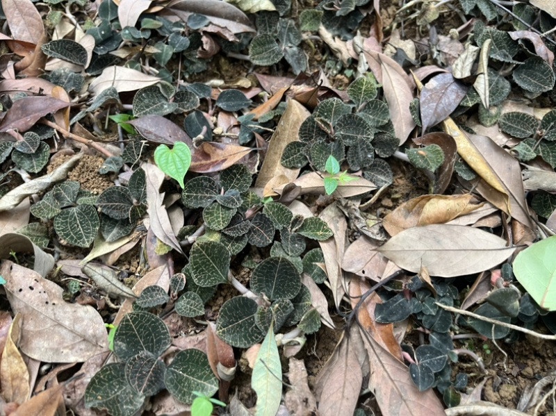 林下仿野生种植金线莲鲜品圆叶