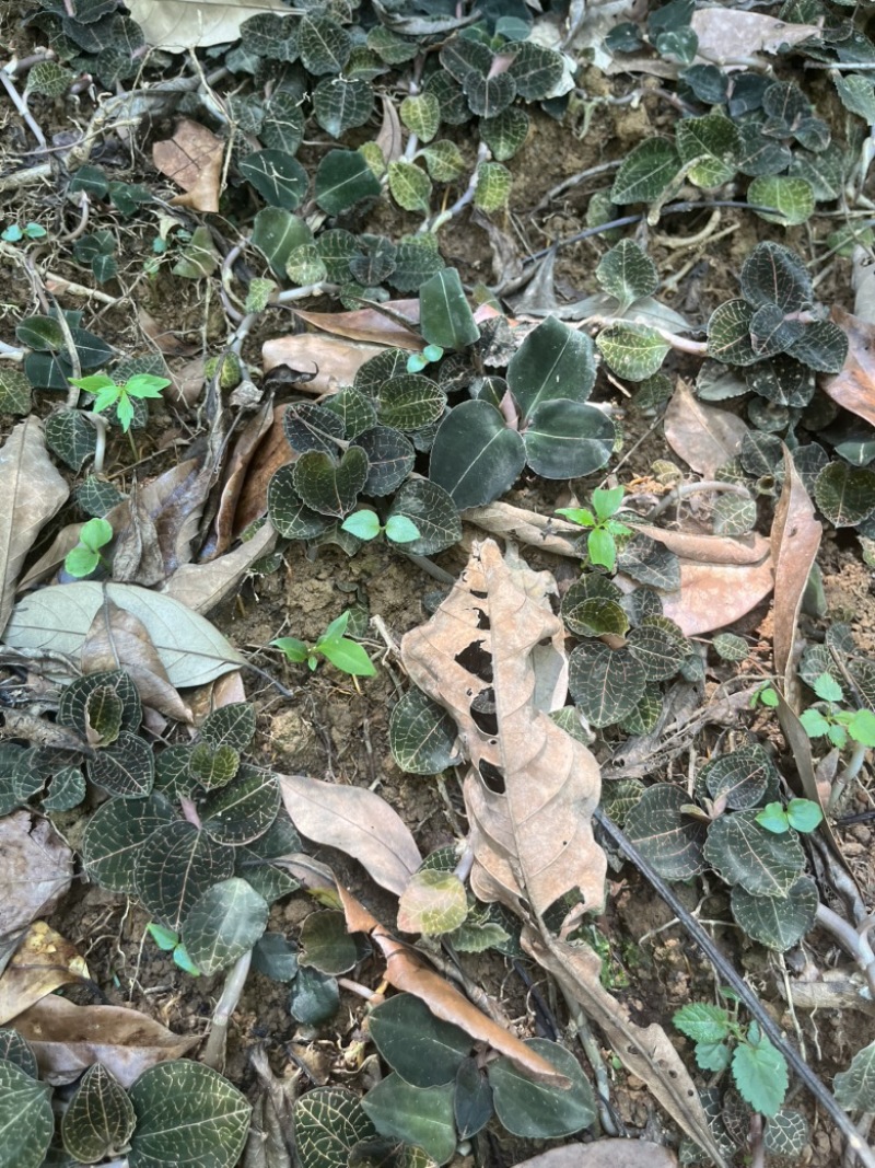 林下仿野生种植金线莲鲜品圆叶