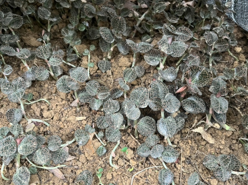 林下仿野生种植金线莲鲜品圆叶
