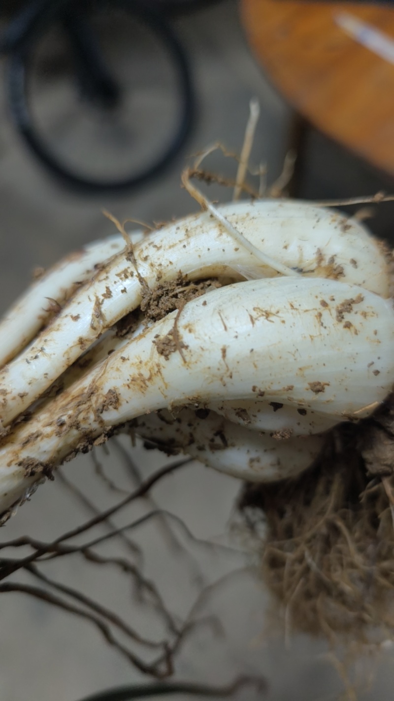 湘阴蔬菜藠头