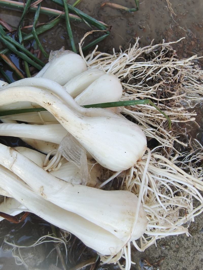 湘阴蔬菜藠头
