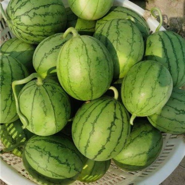 武汉江夏早春红玉西瓜大量上市产地直发一手货源量大价优