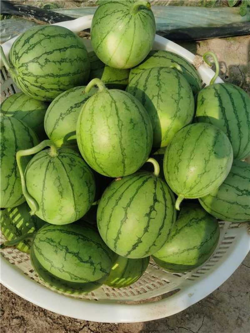 武汉江夏早春红玉西瓜大量上市产地直发一手货源量大价优