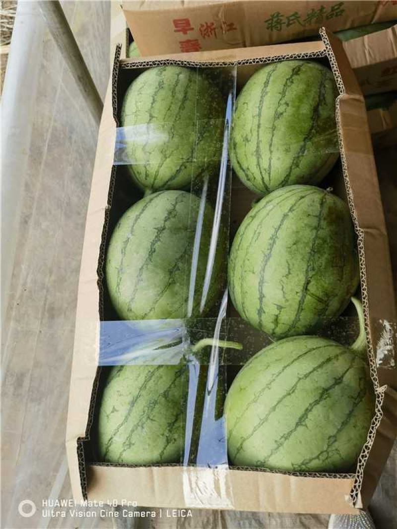 武汉江夏早春红玉西瓜大量上市产地直发一手货源量大价优